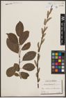 Foto von Salix caprea L.